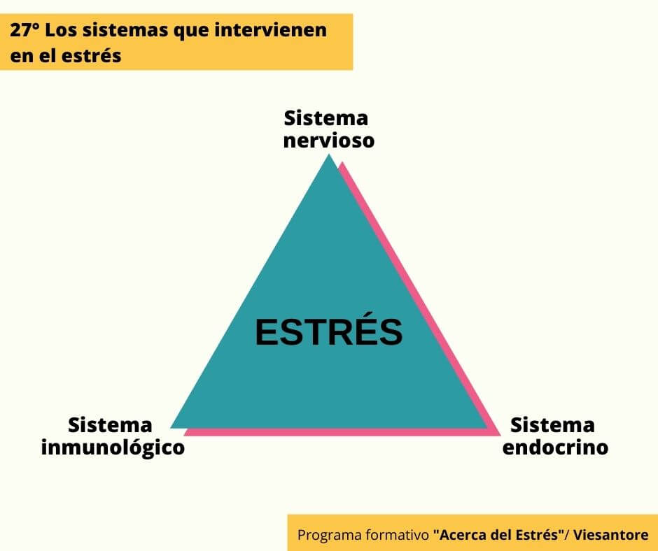 Infografía que ilustra el tema Los sistemas que intervienen en el estrés.